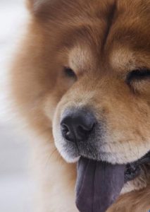 CHOW-CHOW