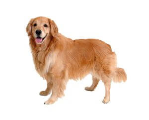 GOLDEN-RETRIEVER