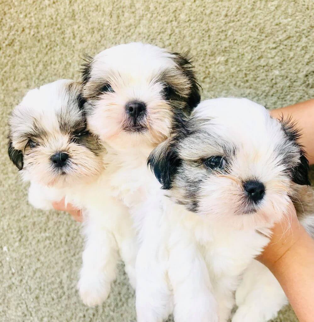 Milky's litter Shih Tzu