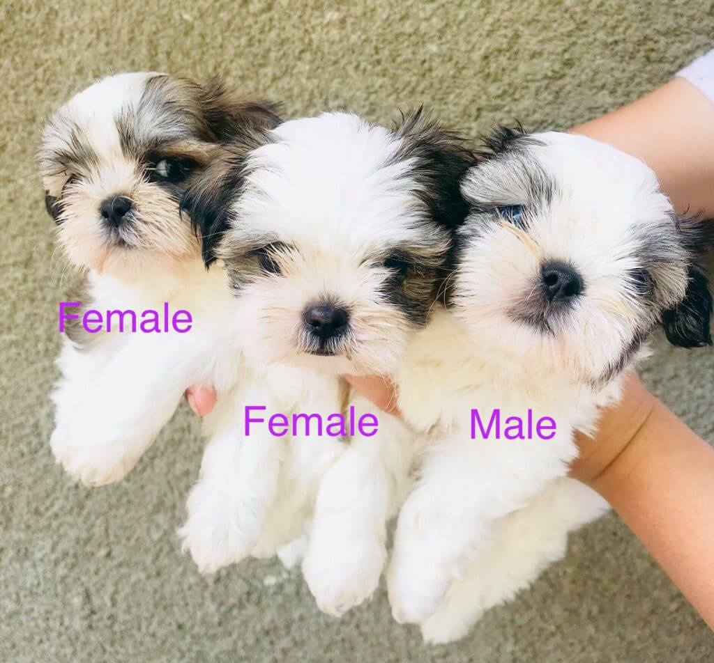 Milky's litter Shih Tzu