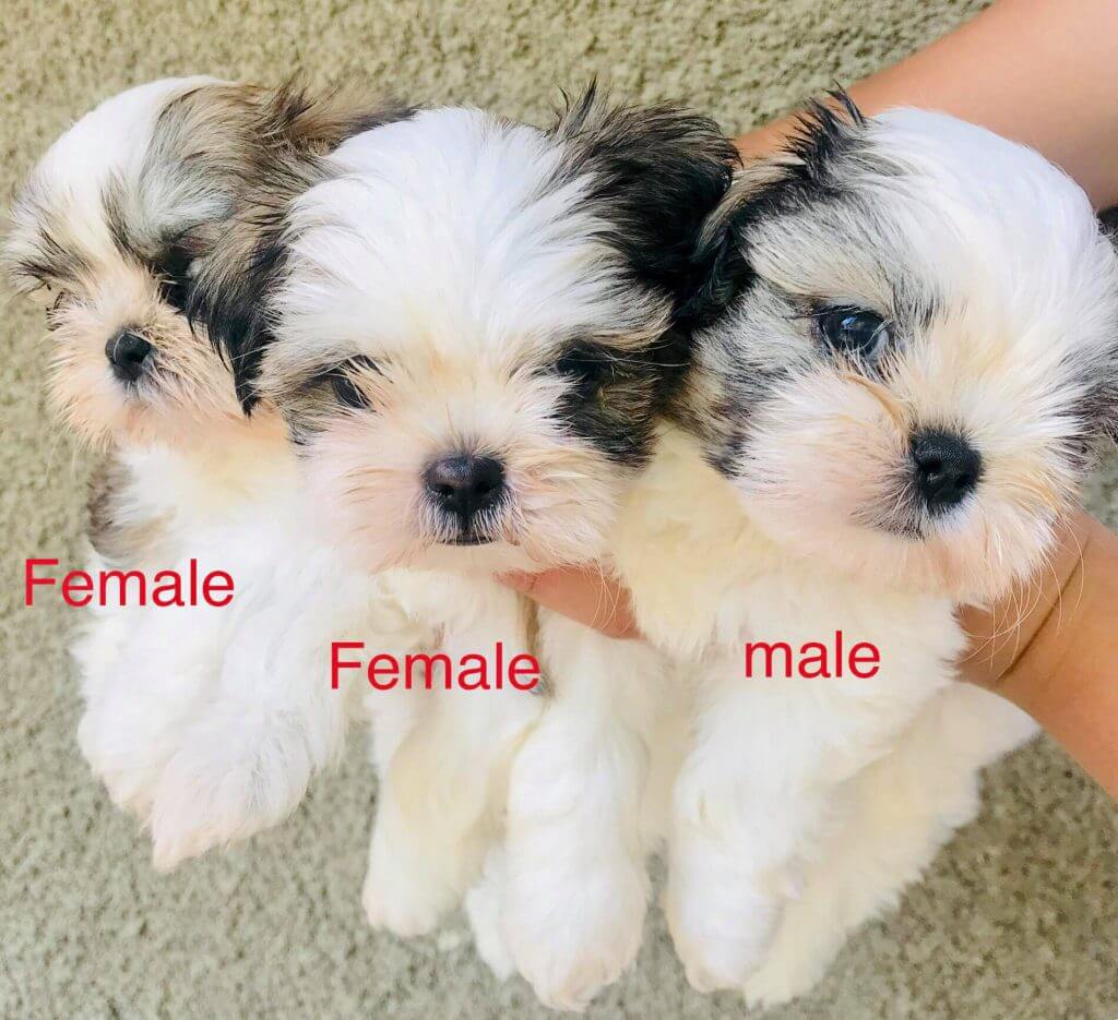 Milky's litter Shih Tzu